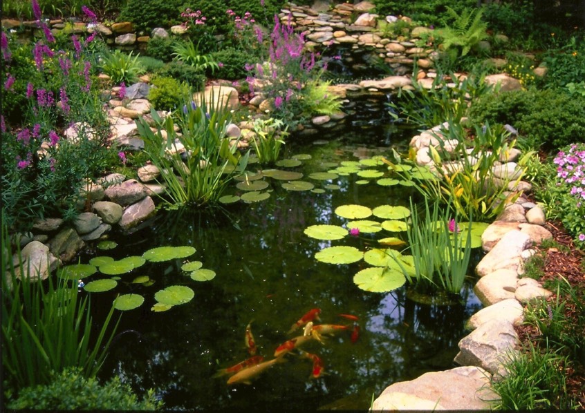 koi pond large natural